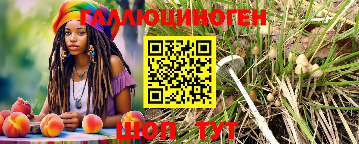 Галлюциногенные грибы Psilocybe Киселёвск